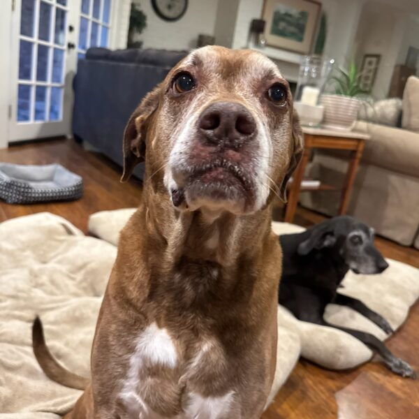 AFTER THE SHOW PODCAST: Old Dogs.