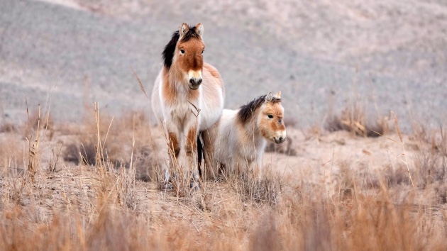 Earth Day 2026: The planet has experienced several environmental wins in recent months