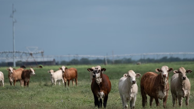Beef consumers don’t need to worry about the screwworm infections in cattle, experts say